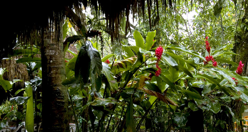 el panchan tropical rainforest jungle, mexico